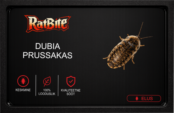 DUBIA KESKMINE Dubia prussakad (keskmised)
