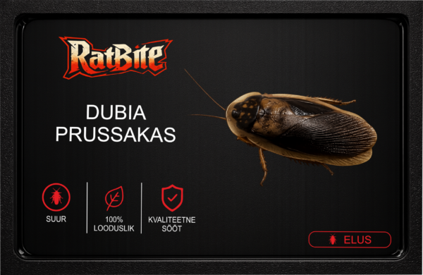 DUBIA SUUR Dubia prussakad (suured)