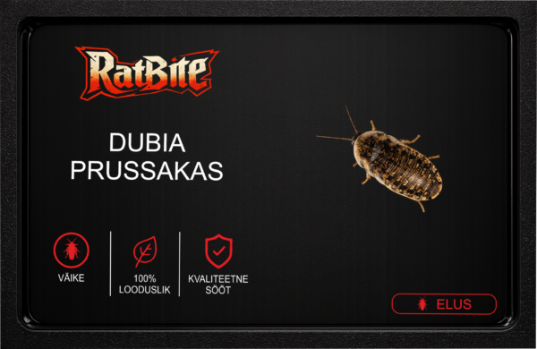DUBIA VÄIKE Dubia prussakad (väiksed)