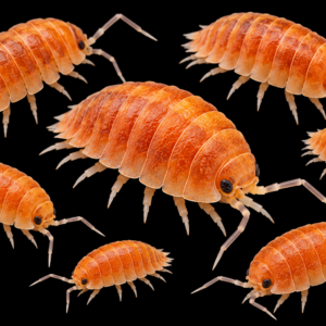 Isopodid ehk Porcellionides pruinosus “Powder Orange”